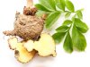 Glucomannan Explained – What is it and How Does it Work