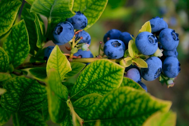 The A - Z Of Stress Relieving Foods